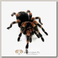 Brachypelma hamorii (ex. smithi) Мексиканский красноколенный паук-птицеед EXOPRIMA, S (Германия)