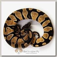 EXOPRIMA Python regius "Orange Dream" Королевский питон, S-M, №213 (Германия)