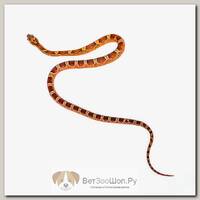 ExoPrima Маисовый полоз Bloodred toffee, S (Германия)