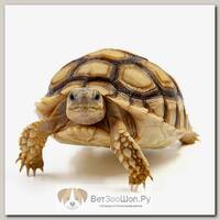 Centrochelys sulcata Черепаха шпороносная EXOPRIMA , XS (Египет)