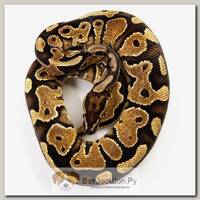 EXOPRIMA Python regius "Special yb" Королевский питон, самец, S-M (Германия)