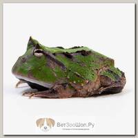 EXOPRIMA Ceratophrys cornuta green Амазонская рогатка (итанния), S