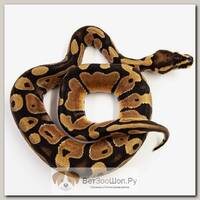 EXOPRIMA Python regius "Blade" Королевский питон, S-M (Германия)