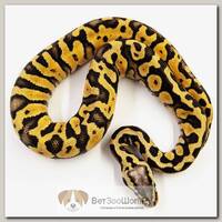 EXOPRIMA Python regius "Super pastel" Королевский питон, S-M (Германия)