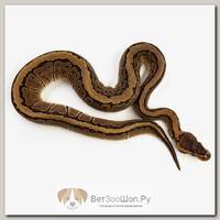 EXOPRIMA Python regius "Pinstripe het g-stripe" Королевский питон, S-M (Германия)