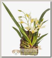 LUCKY REPTILE Декоративное растение "Hanging Orchid", белое