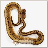 EXOPRIMA Python regius "Lemonblast" Королевский питон, S-M, №56 (Германия)
